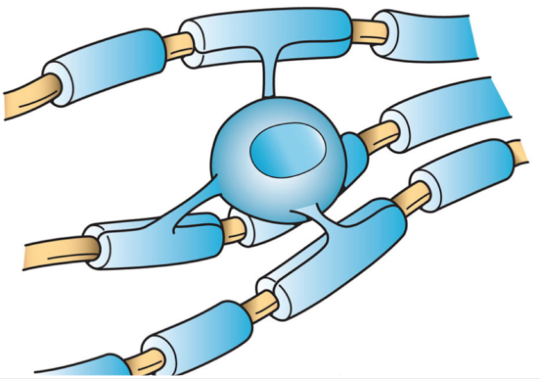 Oligodendrocyte